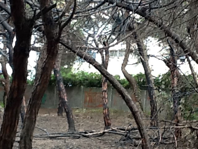 Part de la pineda de Llevant Mar (Gav Mar) desprs de ser cremada en dos incendis intencionats consecutius (22 Maig 2012)